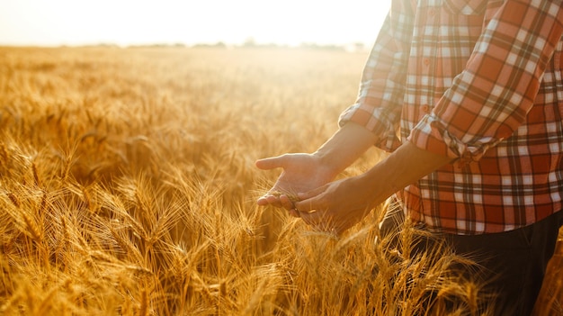 A Field Of Wheat Touched By The Hands Of Spikes In The Sunset Light Wheat Sprouts In A Farmer's Hand