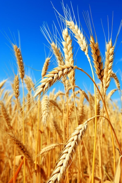 Photo a field of wheat with a blue sky in the background