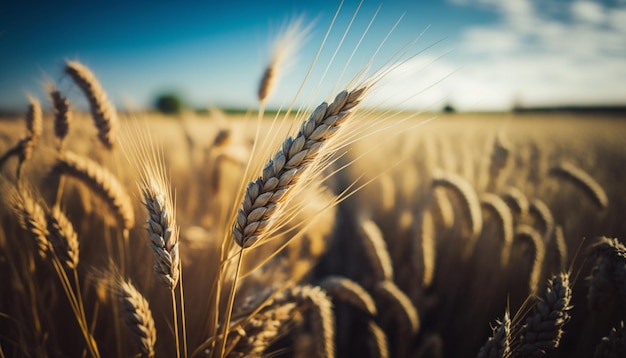 A field of wheat with a blue sky in the background