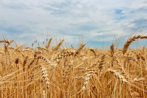 A field of wheat with a blue sky in the background