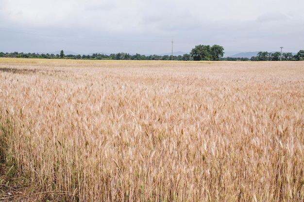 Photo a field of wheat with a field of wheat in the background