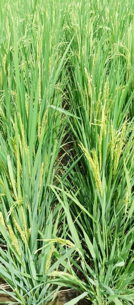 a field of wheat with a hole in the middle