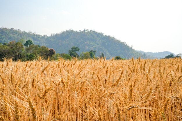 A field of wheat with a mountain in the background