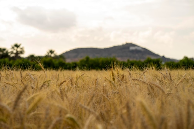 Foto un campo di grano con una montagna sullo sfondo