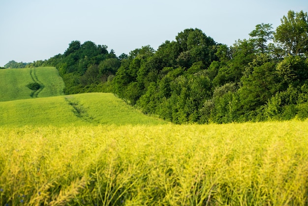 A field of wheat with a path through the trees.