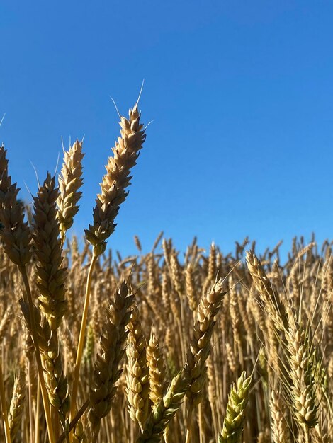 Foto un campo di grano con il cielo sullo sfondo