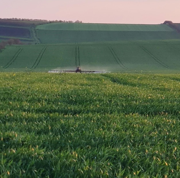 A field of wheat with a sprayer spraying the field.