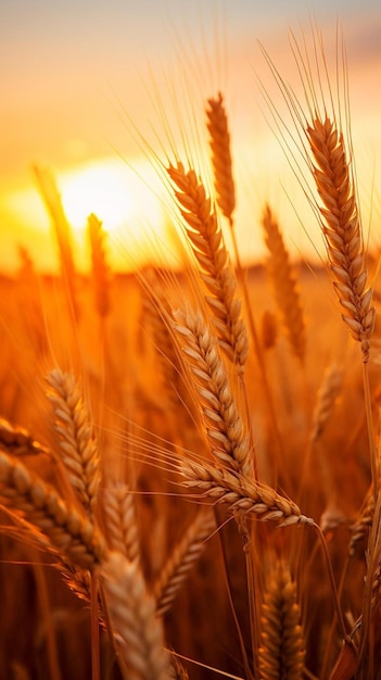 夕日を背景にした小麦畑