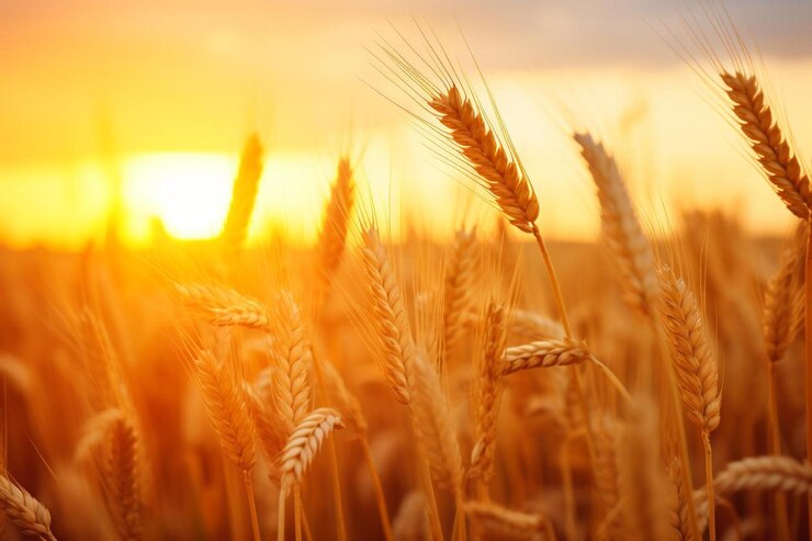 Photo a field of wheat with the sun setting in the background