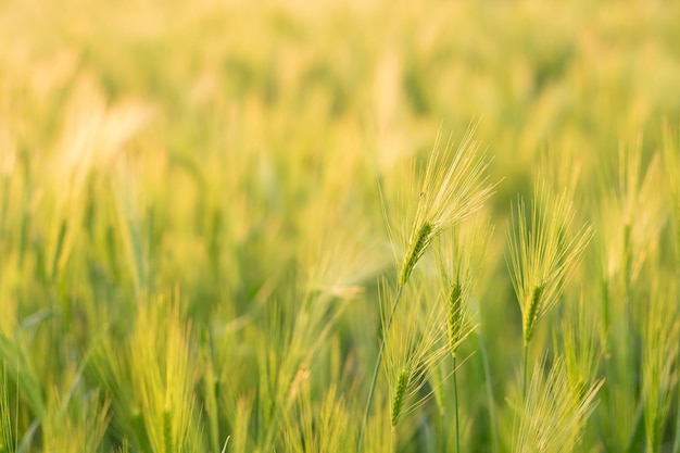 A field of wheat with the sun shining on it.