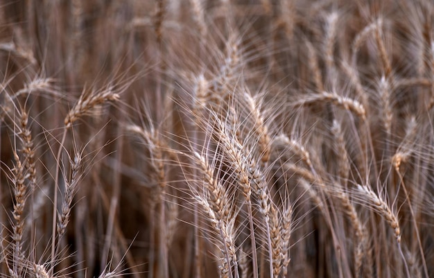 A field of wheat with the sun shining on the top right corner.