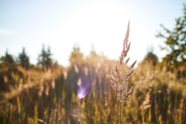 A field of wheat with the sunset in the background