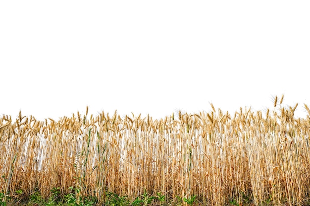 Foto un campo di grano con uno sfondo bianco