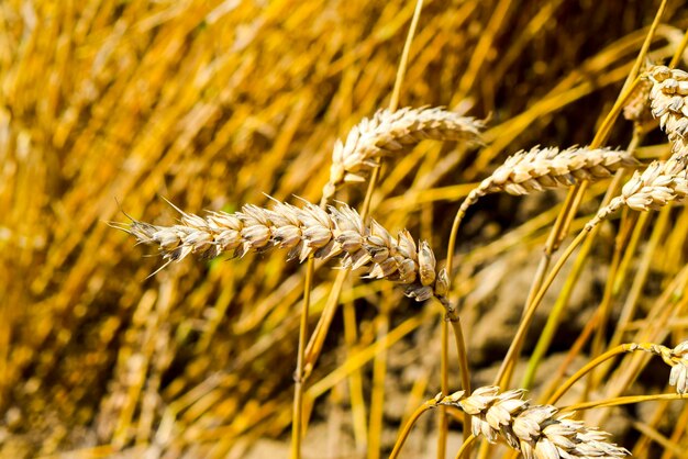 field of wheat