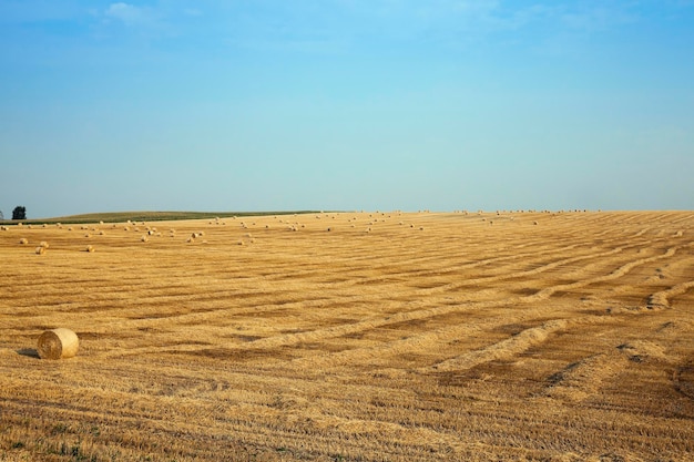 Field of wheat