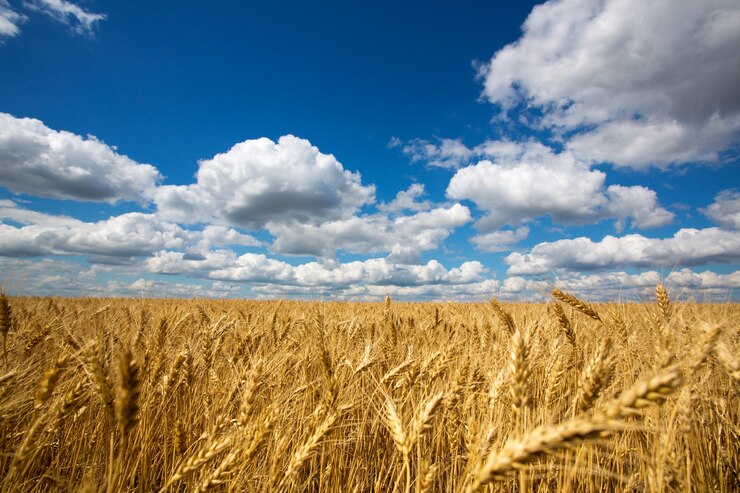 Photo field of wheat