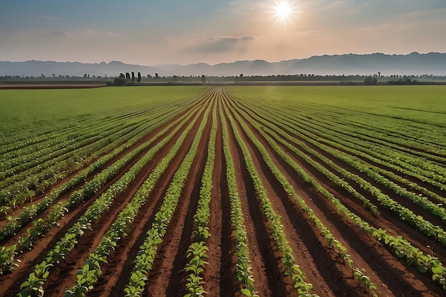 field of wheat