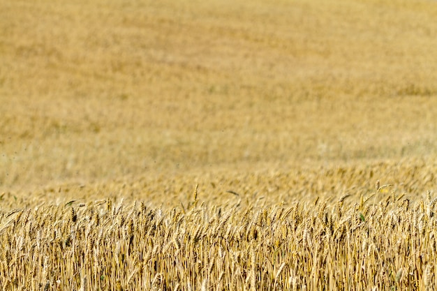 Field of wheat