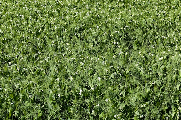 Field where green peas grow