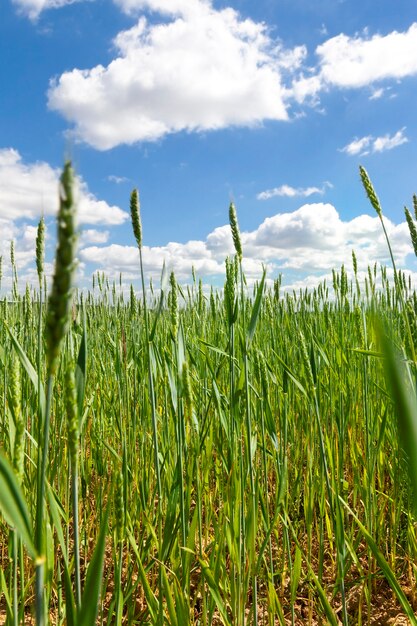 Field where green wheat or rye grows, high grain yield