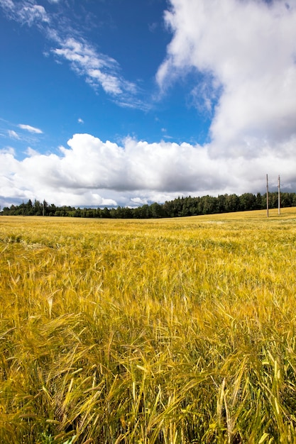 Field, on which grow grain during harvest company