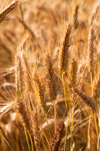 Field, on which grow grain during harvest company