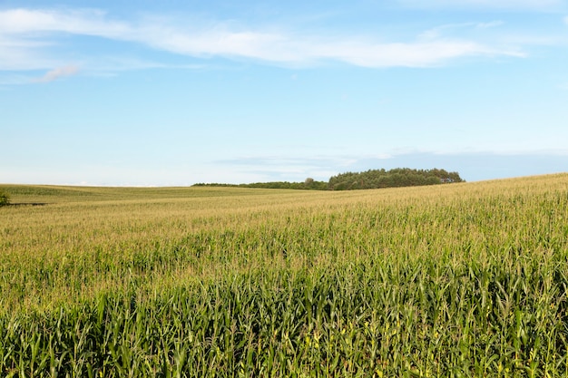 The field on which grows green corn. Photo in summer