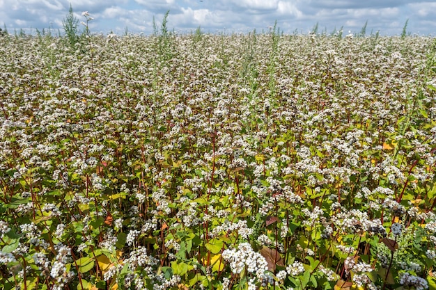 Field of white buckwheat flowers