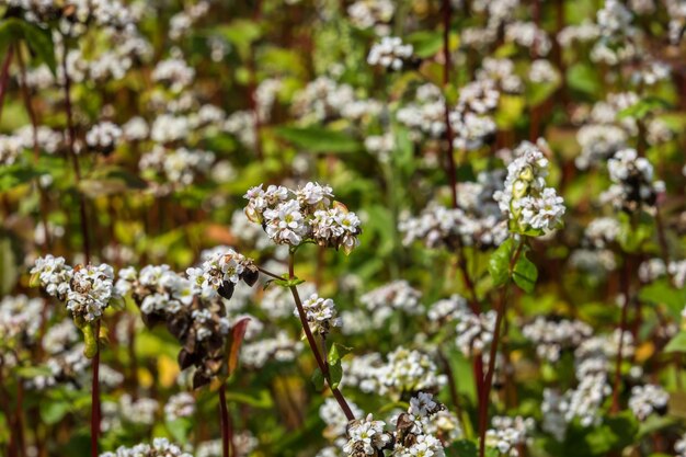 field of white buckwheat flowers