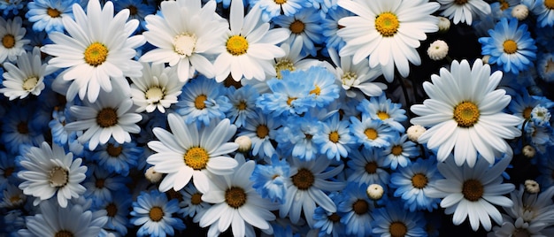 Field of white daisies and blue flowers