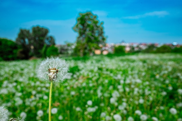 Field of white dandelions close up