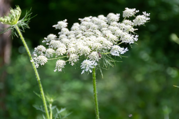 Photo field white flowers against the backdrop of a green forest