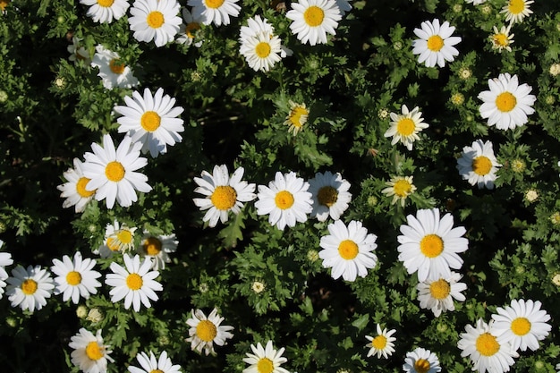 A field of white flowers with the word daisy on it