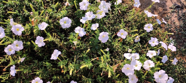 A field of white flowers with a yellow center that says'blue'on it