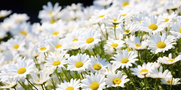 a field of white flowers