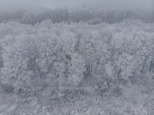 Field and white frozen trees in fog in winter background