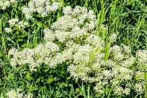 Photo field white small flowers spring flowering meadows