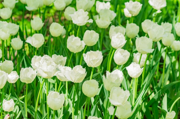 Field of white tulips. Flower background. Summer garden landscape