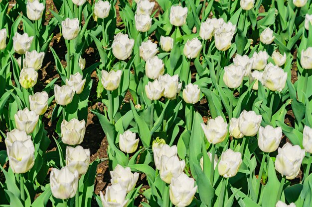 Field of white tulips. Flower background. Summer garden landscape