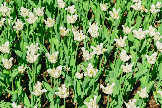 Field of white tulips. Flower background. Summer garden landscape