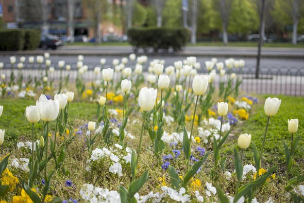 A field of white tulips with a blue and yellow flower in the middle.