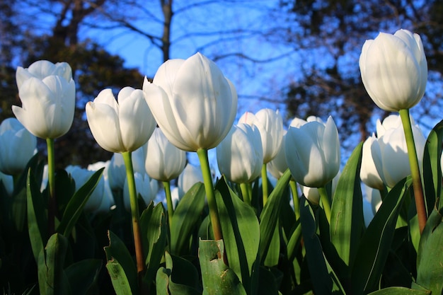 A field of white tulips with the sky in the background.