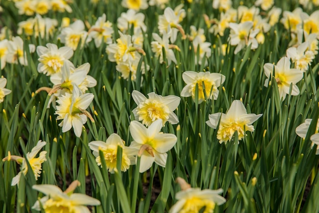 A field of white and yellow daffodils with the word daffodils on it.