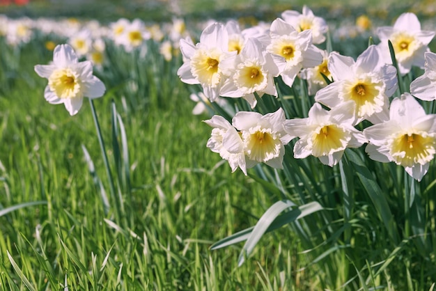 A field of white and yellow daffodils with the word daffodils on it.