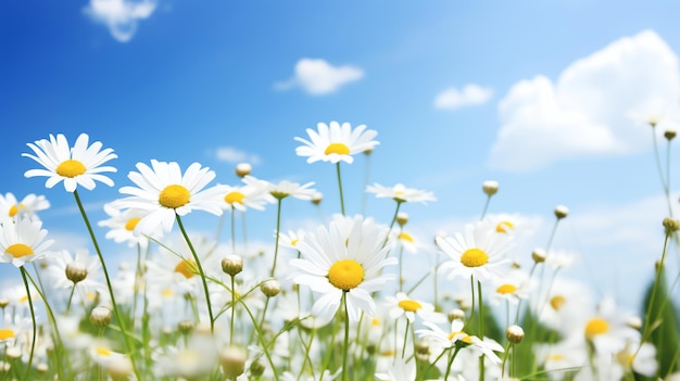 a field of white and yellow flowers