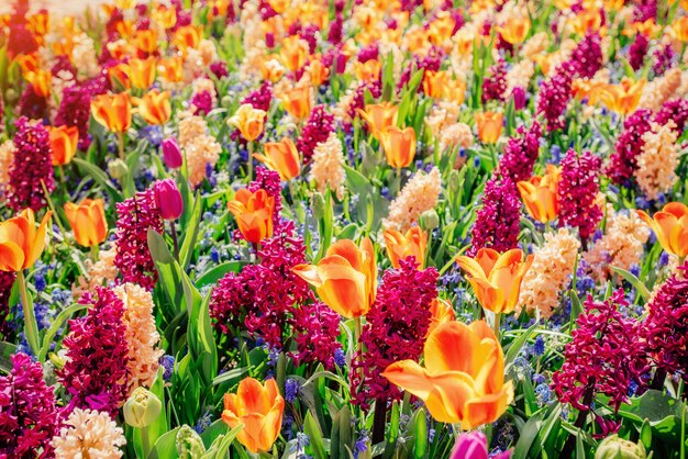 Field of wild flowers. Spring landscape. Holland