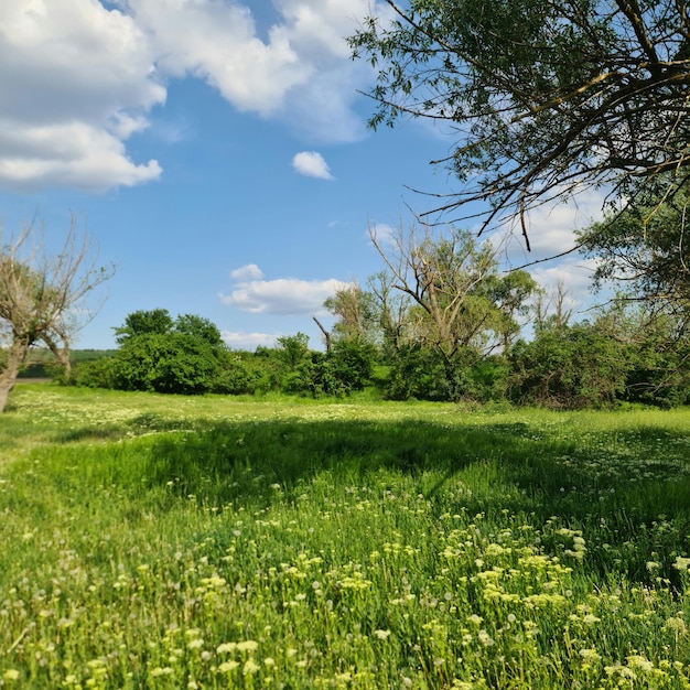 A field of wild flowers with a blue sky in the background.