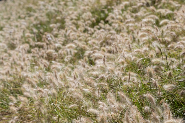 Field of a wild plants with fluffy spike