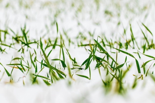雪の中の冬小麦畑