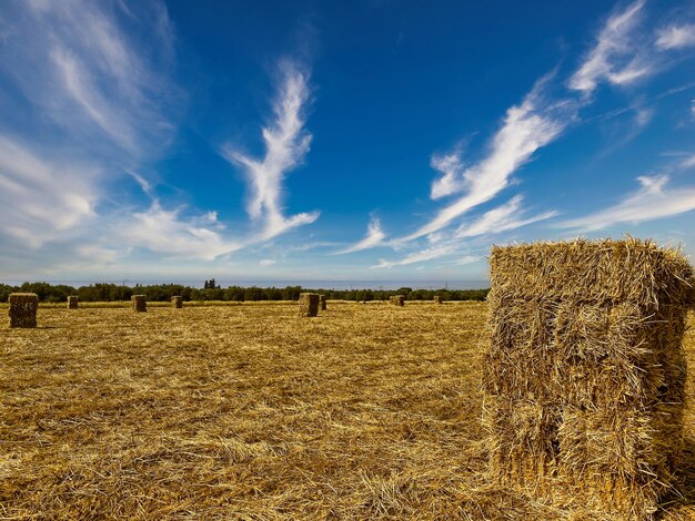 Foto campo con balle di paglia sotto il cielo blu con la foresta sullo sfondo